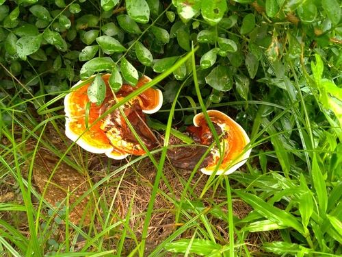 Ganoderma tropicum image