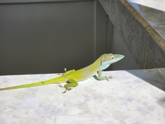 Anolis allisoni