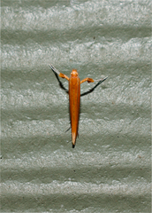 Caloptilia invariabilis