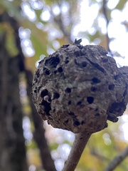 Callirhytis quercuspunctata