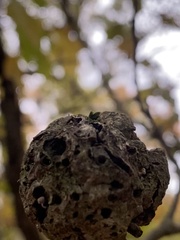 Callirhytis quercuspunctata