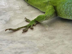 Anolis allisoni