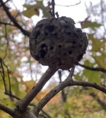 Callirhytis quercuspunctata