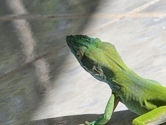 Anolis allisoni