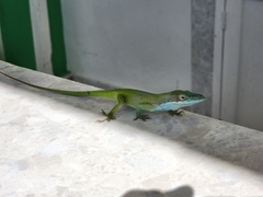 Anolis allisoni