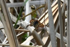 Euphydryas