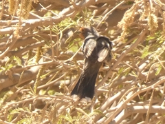 Phytotoma rutila