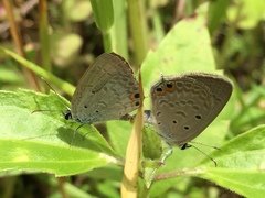 Euchrysops cnejus cnejus