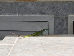 Anolis allisoni