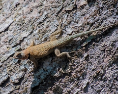 Sceloporus lundelli