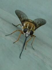 Philoliche gulosa