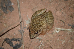 Leptodactylus fuscus