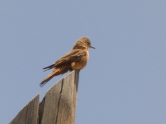 Hirundinea ferruginea