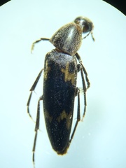 Dircaea liturata