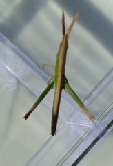 Achurum carinatum