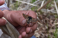 Euphydryas