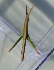 Achurum carinatum