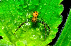 Thomisidae