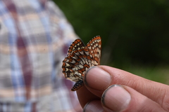 Euphydryas