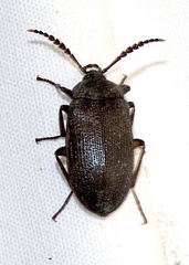 Penthe pimelia
