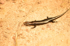 Notomabuya frenata