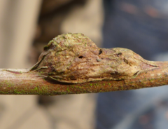 Lasioptera rubi