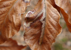 Stigmella hemargyrella