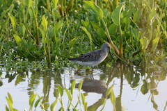 Calidris himantopus