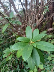 Rhododendron macrophyllum