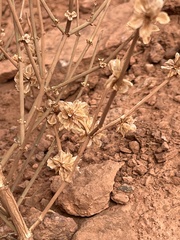 Ephedra torreyana