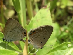 Euchrysops cnejus cnejus