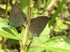 Euchrysops cnejus cnejus