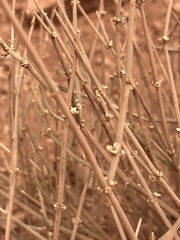 Ephedra torreyana