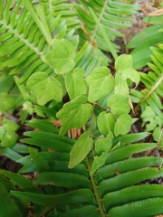 Vancouveria hexandra