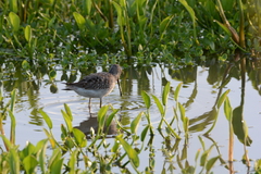 Calidris himantopus