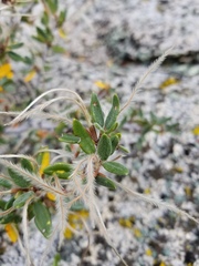 Cercocarpus ledifolius intermontanus