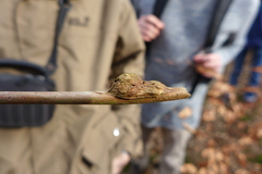 Lasioptera rubi