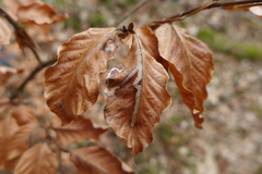 Stigmella hemargyrella