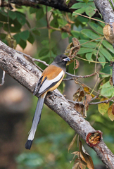 Dendrocitta vagabunda