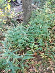 Chasmanthium latifolium