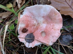 Russula exalbicans