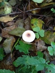 Lepiota castaneidisca