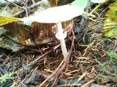 Lepiota castaneidisca