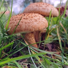 Fungi