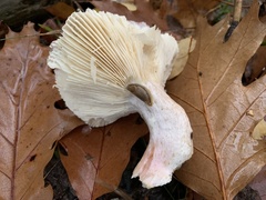 Russula exalbicans