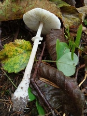Lepiota castaneidisca