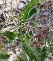 Clematis terniflora