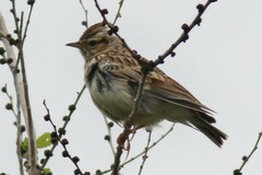 Lullula arborea
