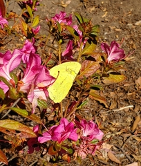 Phoebis sennae
