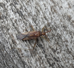 Phytocoris lasiomerus
